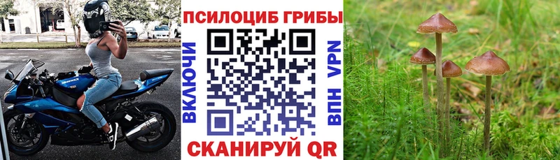 Псилоцибиновые грибы Psilocybine cubensis  Арск 